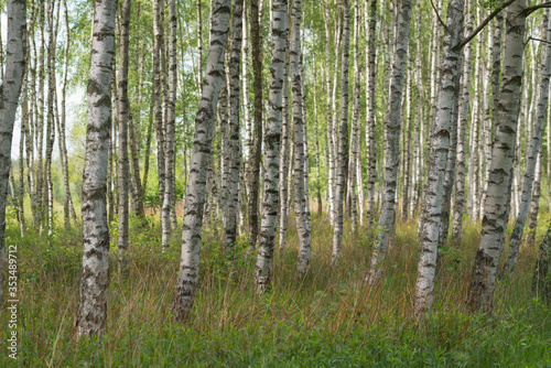 Brzozowy zagajnik.