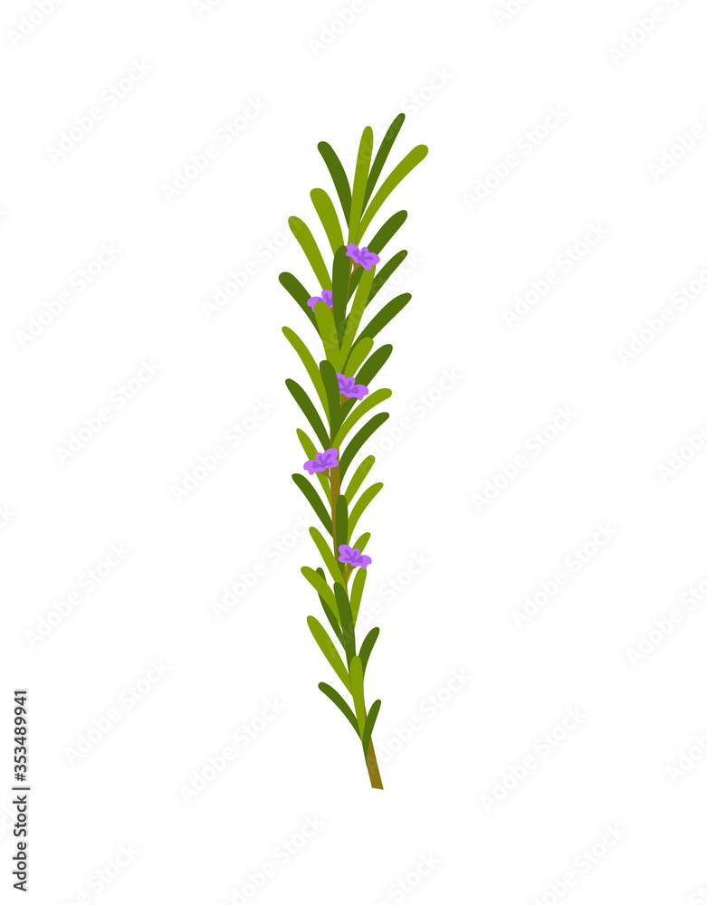 Fototapeta premium green rosemary sprig with flowers on white