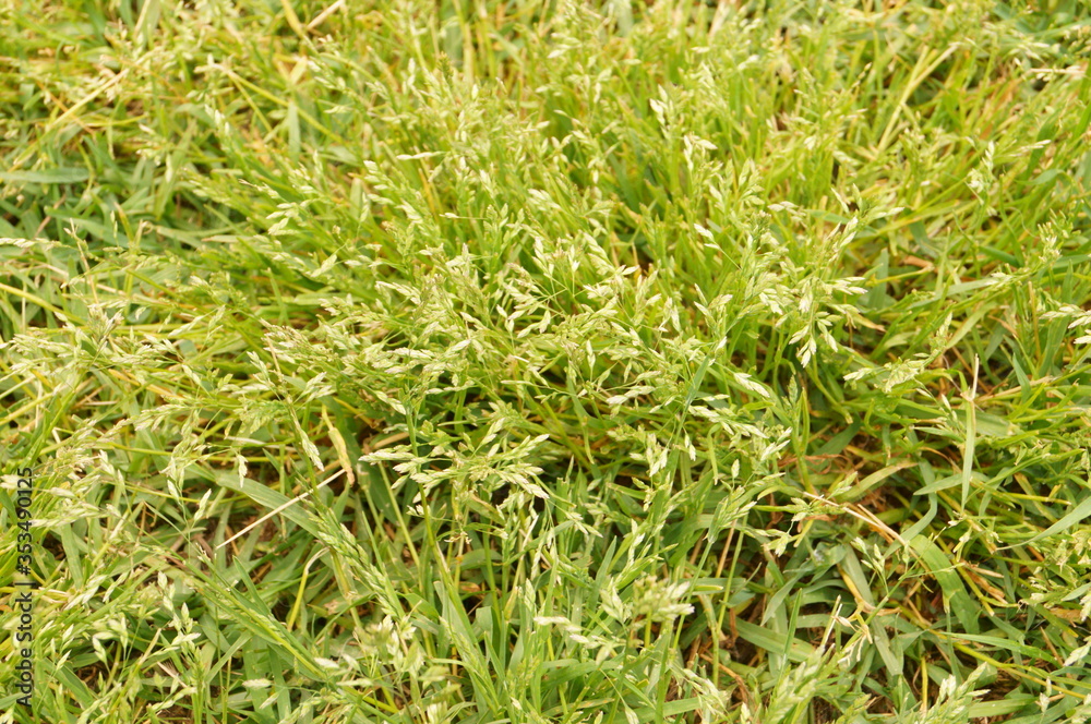 Green grass with seeds. Time to mow the lawn. Green grass with seeds. Time to mow the lawn.
