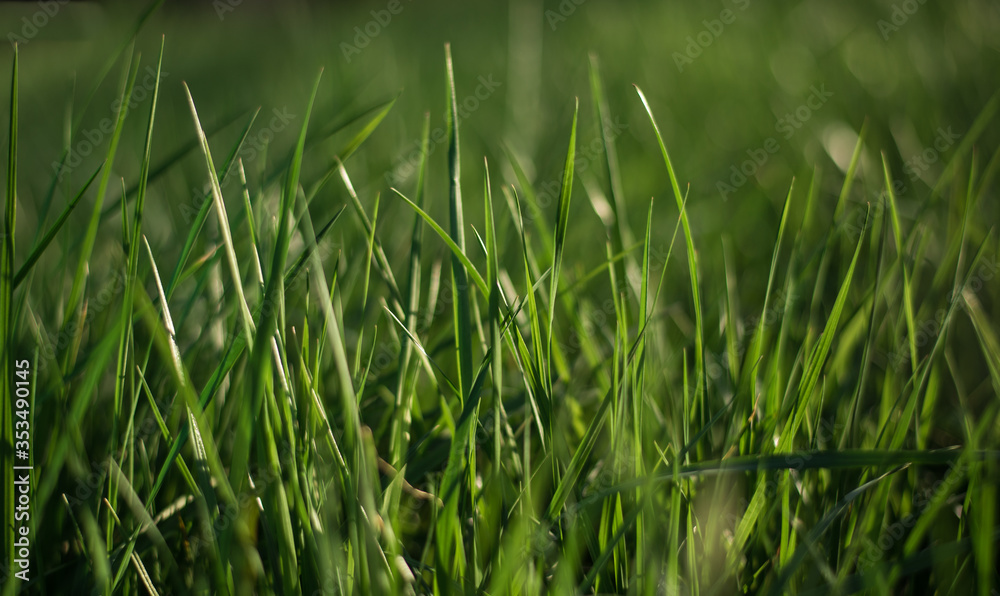 Obraz premium Abstract natural backgrounds with green grass and beauty bokeh