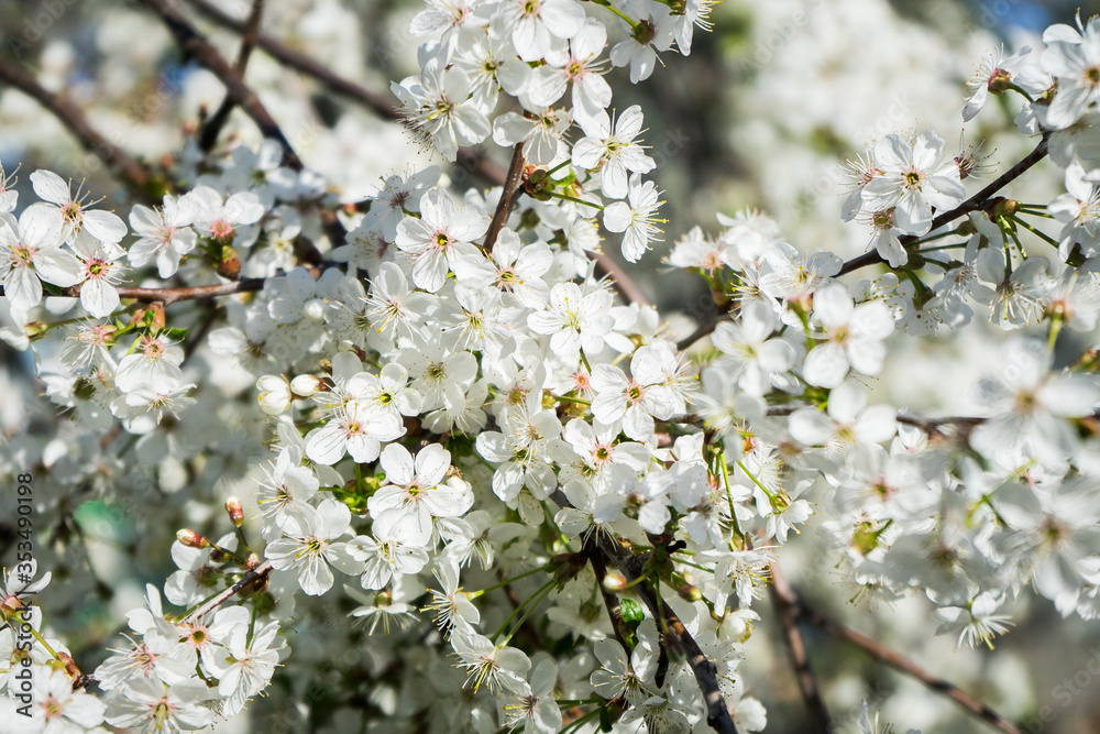 blooming cherry in the spring garden. Bloom. White flowers of cherry blossomed. Orchard blooming cherry in the spring garden. Bloom. White flowers of cherry blossomed. Orchard
