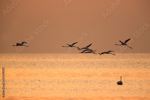 Wallpaper Mural Greater Flamingos flying at Asker beach, Bahrain Torontodigital.ca