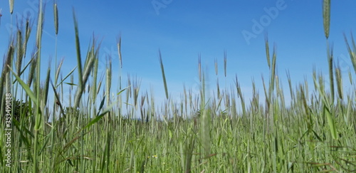 grass and sky