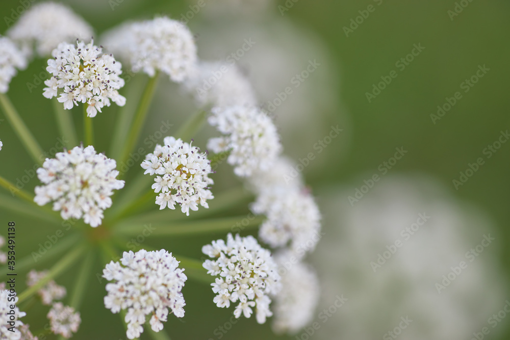 Close-up of wild white flower in green background, Daucus carota. Close-up of wild white flower in green background, Daucus carota.