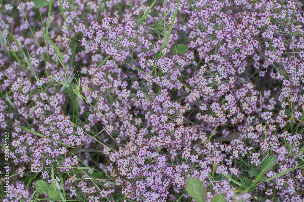 Close-up of pink wild flower, Erica umbellata.