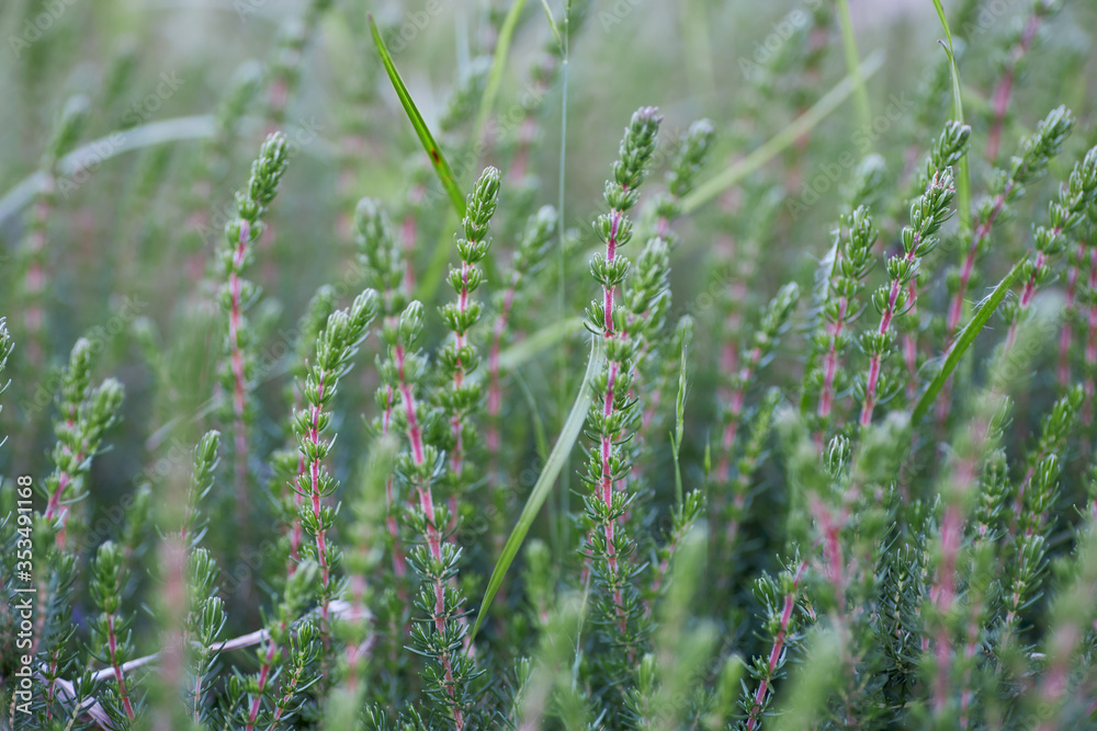 Close-up of wild green colored plant, Erica umbellata. Close-up of wild green colored plant, Erica umbellata.