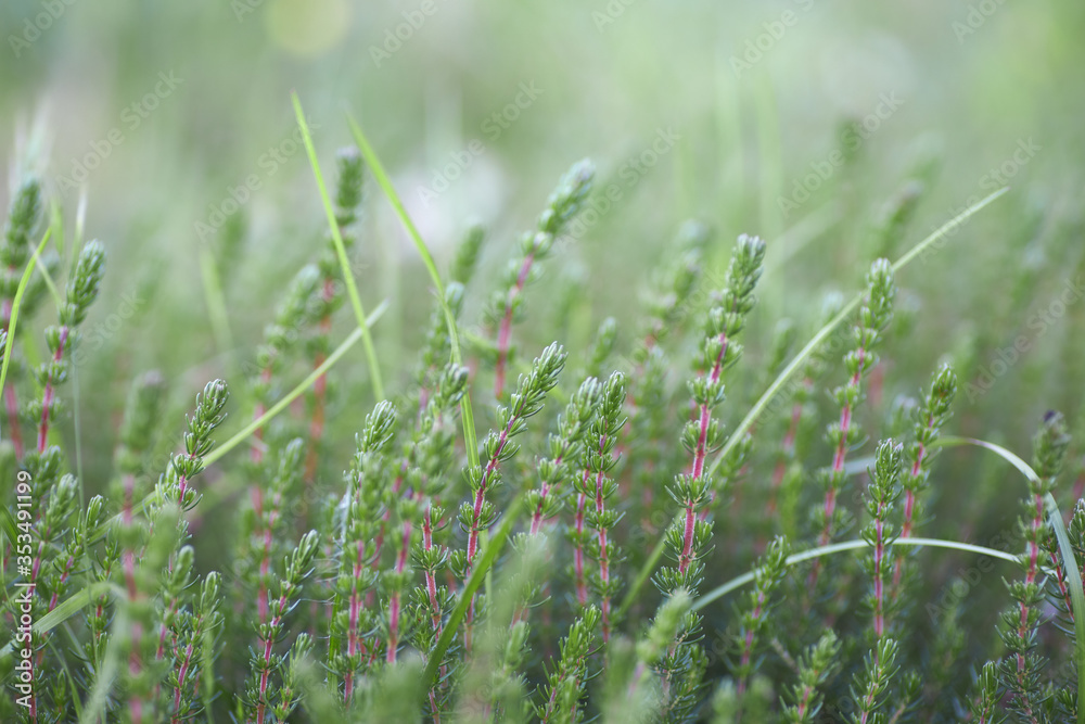 Close-up of wild green colored plant, Erica umbellata. Close-up of wild green colored plant, Erica umbellata.