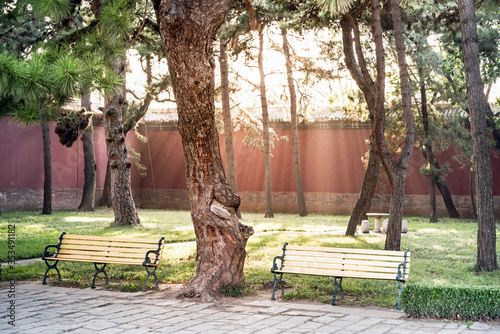 Park mit zwei Sitzbänken in der verbotenen Stadt, Peking, China. Garten mit altem Nadelbaum und Parkbank. Sonnenstrahlen und Licht. © matho