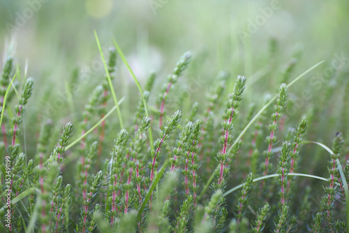 Close-up of wild green colored plant, Erica umbellata.