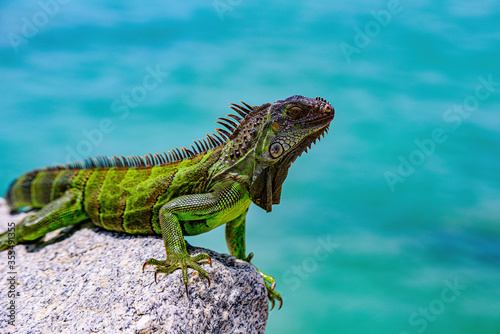Green iguana - Latin Iguana iguana, also known as the American iguana. photo