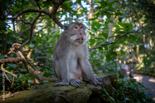 Monkey sitting on a stone wall in Monkey Forest park, Ubud, Bali © Dan Tiégo
