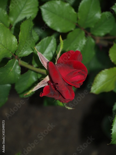 garden rose Gloria of different colors in the garden blooms very beautifully