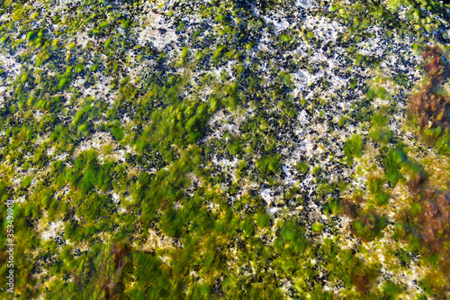 Slippery green algae grow on a plate in the tidal zone under the sun.