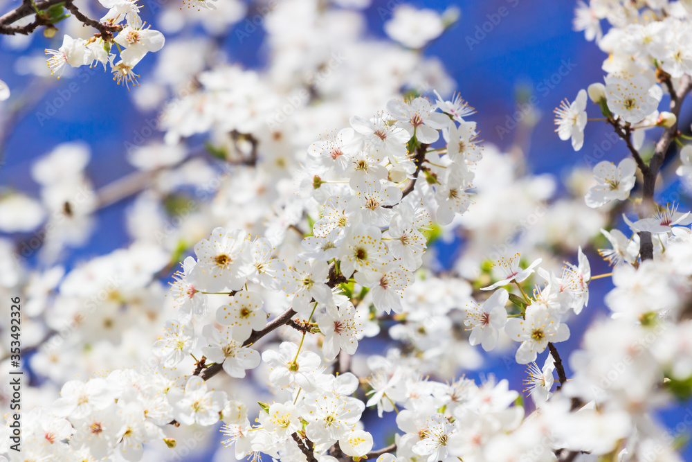 Spring blooming sakura cherry flowers branch Spring blooming sakura cherry flowers branch