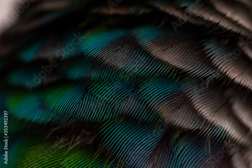 parrot feather background