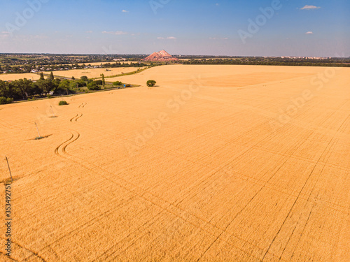 Aerial view of wheat field. Beautiful agricultural texture or background of summer agriculture landscape.