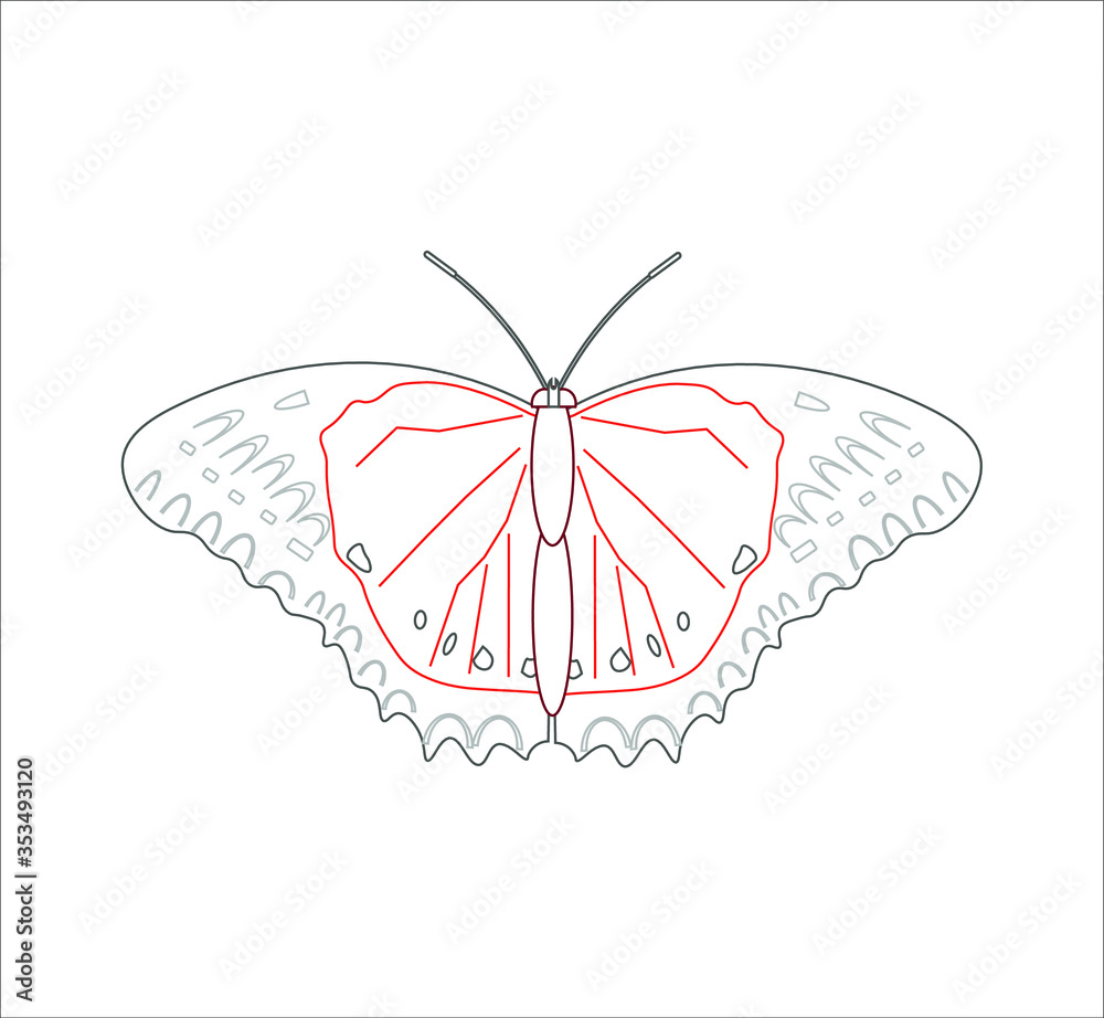 butterfly cethosia biblis. illustration for web and mobile design.