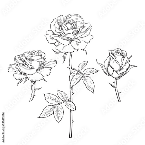Rose flower set. Hand drawn realistic open rosebuds. Vector illustration.