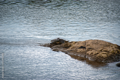 A single soft shell turtle sunbathing on a rock
