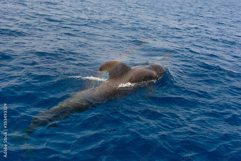 Obraz premium dolphin in the water with rainbow