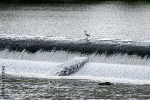 A single great blue heron standing above the Broad River Dam in Columbia, South Carolina