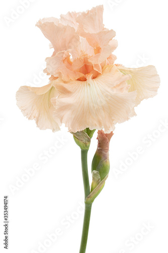 Фотография Pink flower of iris, isolated on white background