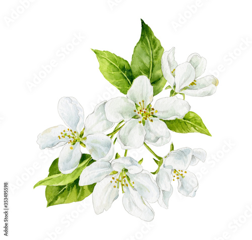 Watercolor illustration. A sprig of blooming pear. White flowers isolated on a white background.