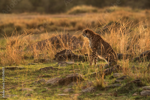 Cheetah in the evening light, Masai Mara