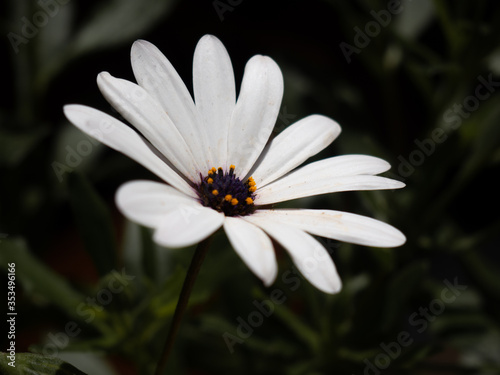 White daisy