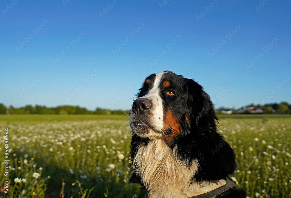 Portrait of Bernese Mountain Dog, the dog is sitting in the meadow with daisies, serious look on his face. 