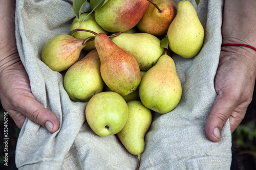 cropped woman holding an apron in her hands with tasty juicy ripe pears. Top view, copy space.