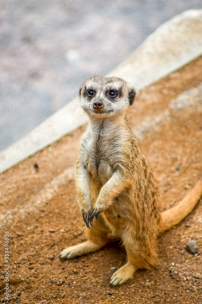 Fototapeta premium curious meerkat standing 