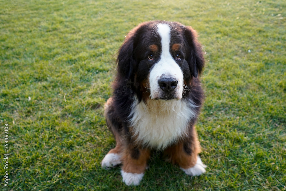 Large Bernese Mountain Dog sitting on the grass