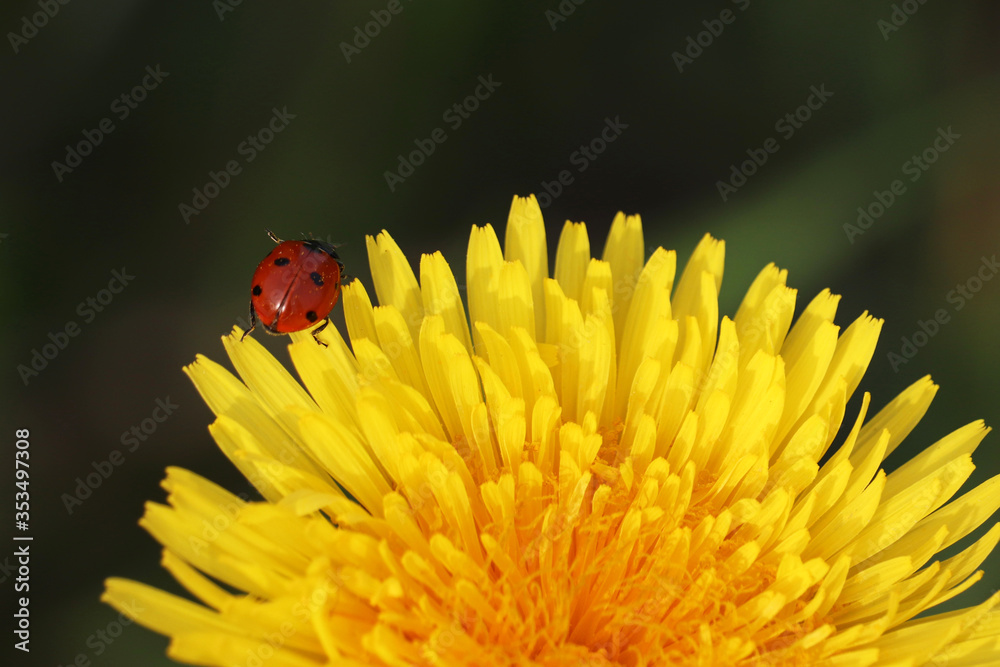 Ladybug on the yellow petals of blooming dandelion close up. Spring flower in green grass, beauty of nature Ladybug on the yellow petals of blooming dandelion close up. Spring flower in green grass, beauty of nature