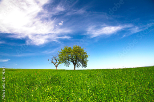 Spring landscape, trees and blue sky