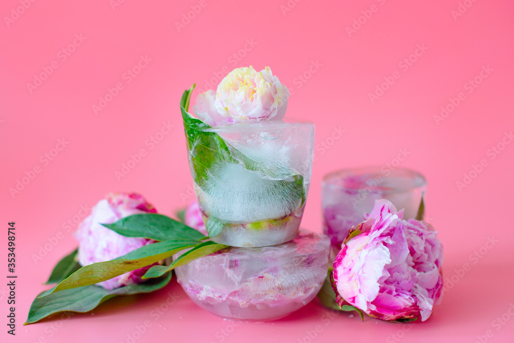 peonies flowers frozen in ice on a pink background, creative summer concept peonies flowers frozen in ice on a pink background, creative summer concept