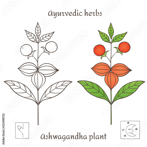 Medicinal herbs collection. Vector graphic illustration of ayurvedic plant ashwagandha on a white background