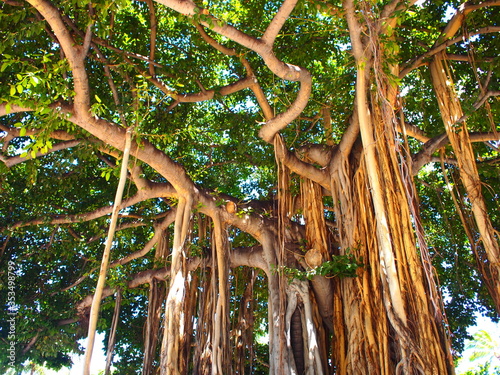 ハワイ　ガジュマルの木