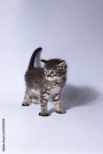 british shorthair cat