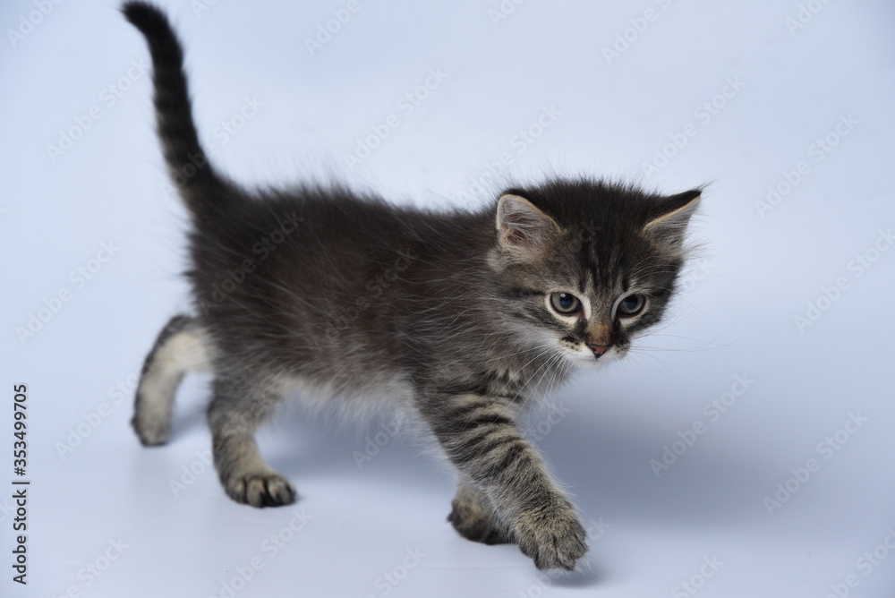 Fototapeta premium kitten on a blue background