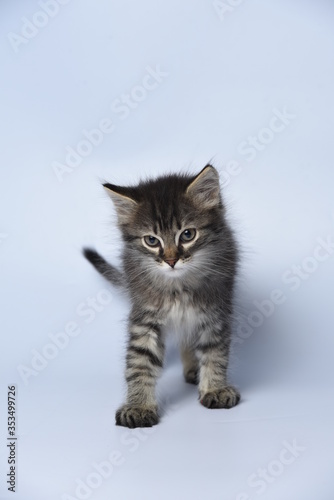 british shorthair cat