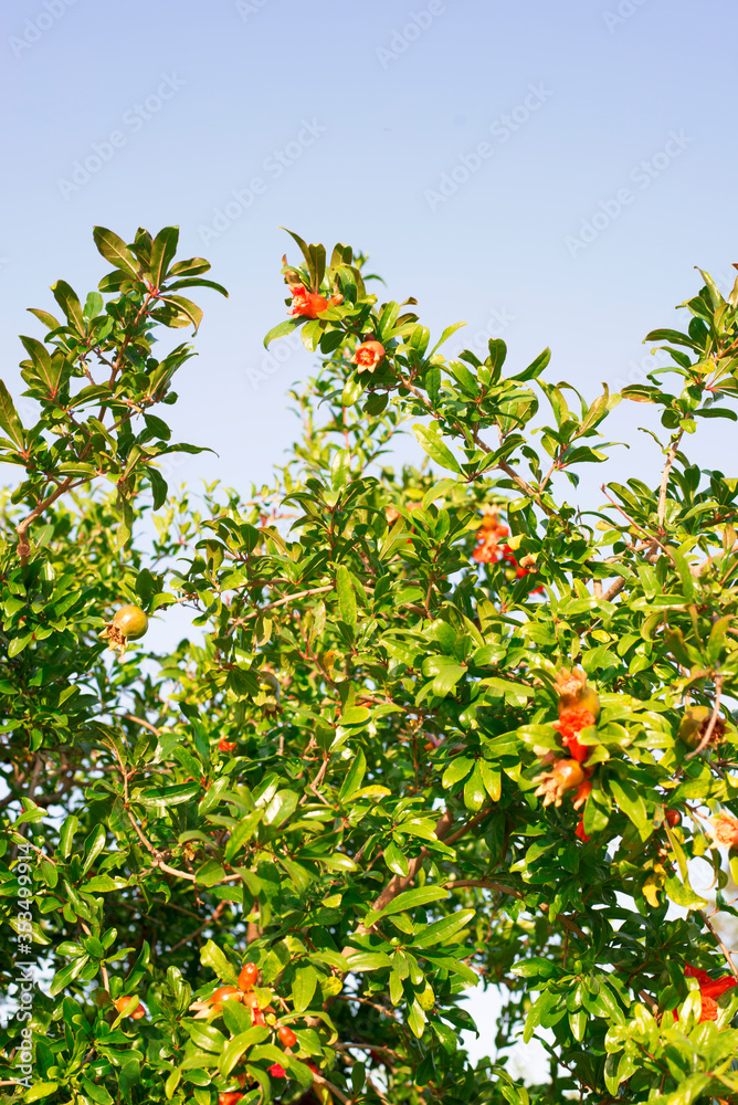 Árbol de granadas con hojas y flores Árbol de granadas con hojas y flores