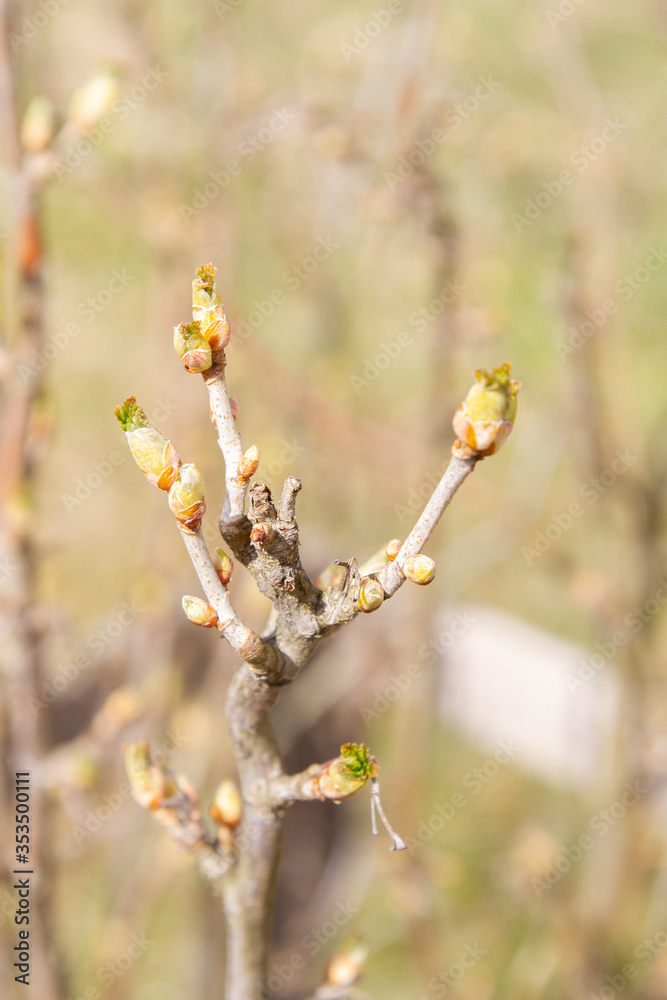 The buds on the blackcurrant Bush blooming in the spring The buds on the blackcurrant Bush blooming in the spring