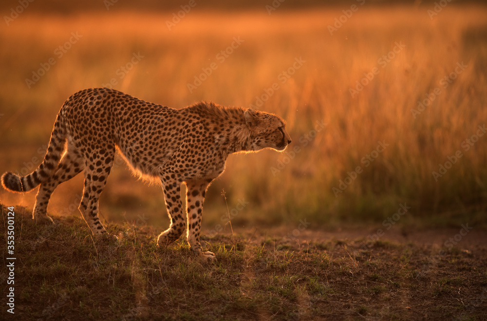 Cheetah moving down a mound during dusk