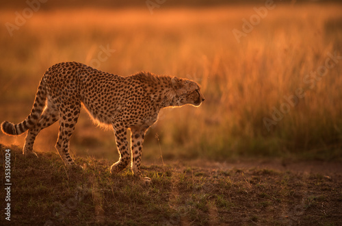 Cheetah moving down a mound during dusk