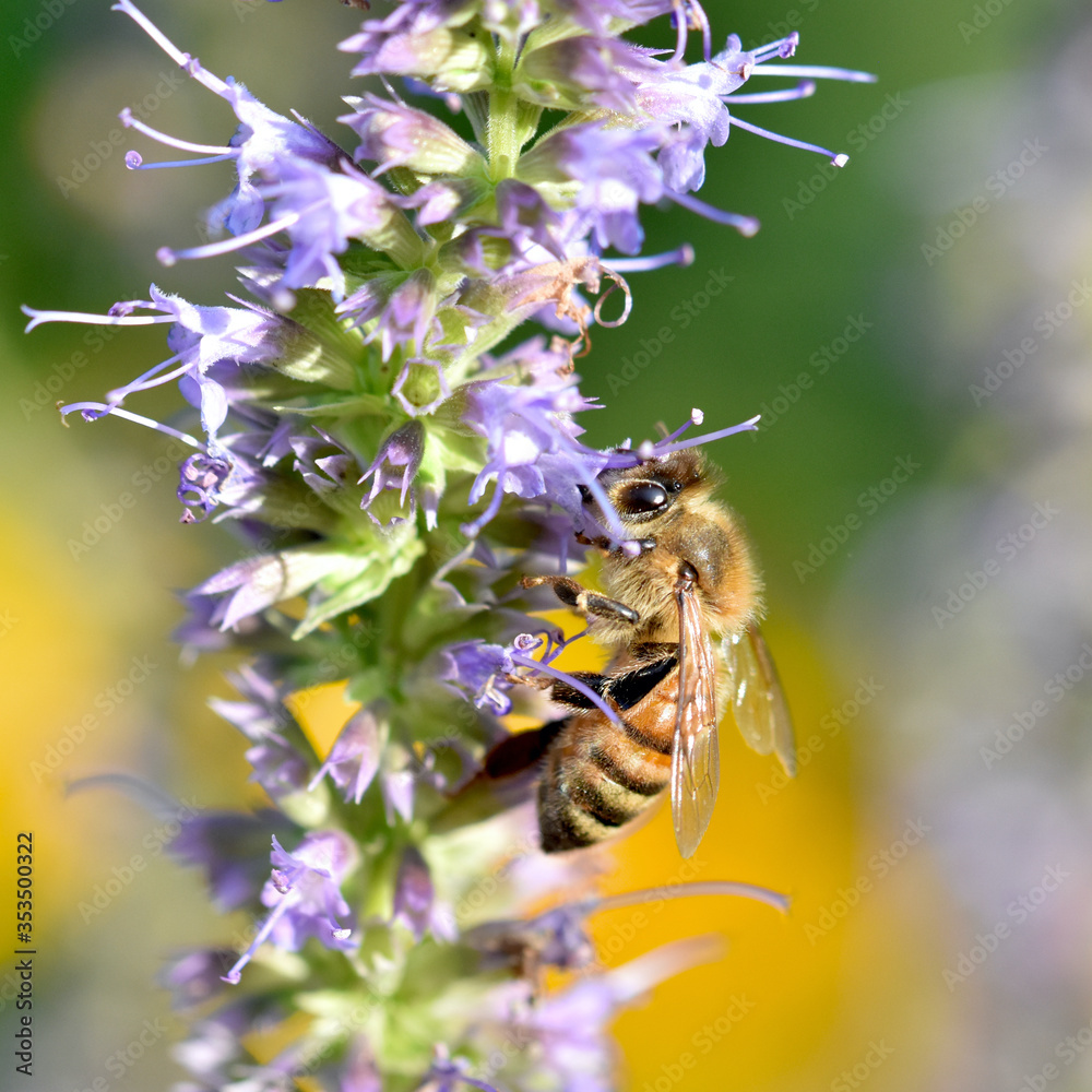 Φωτογραφία Closeup of honey bee (Apis mellifera) pollinating a floret of Anise Hyssop (Agastache foeniculum)