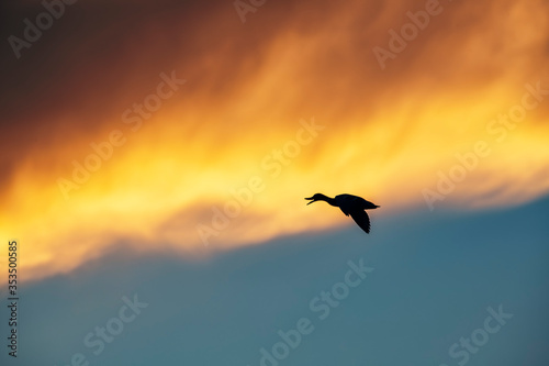 Duck silhouetted against Clouds at Dusk