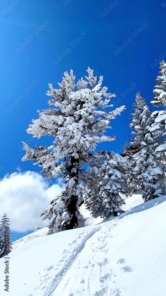 snow covered pine trees with ski track in mountains, California snow covered pine trees with ski track in mountains, California