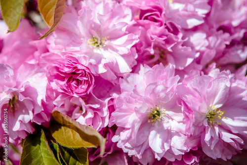 Japanese cherry blossoms on a green natural background 