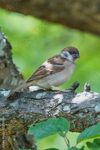 sparrow on a branch © Matthewadobe